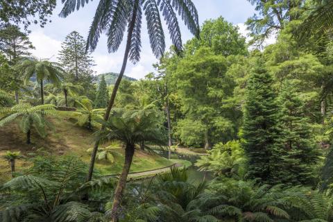 azores_garden_sigling.jpg azores_garden_sigling.jpg