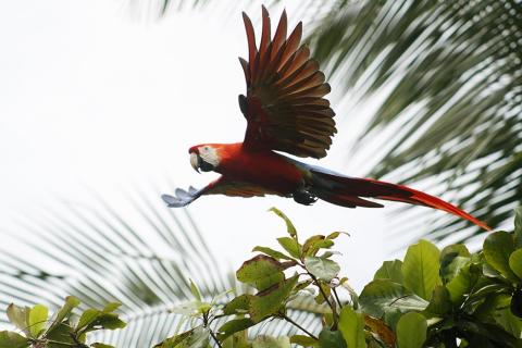 costa_rica_red_macaw_-_central_pacific_coast.jpg costa_rica_red_macaw_-_central_pacific_coast.jpg