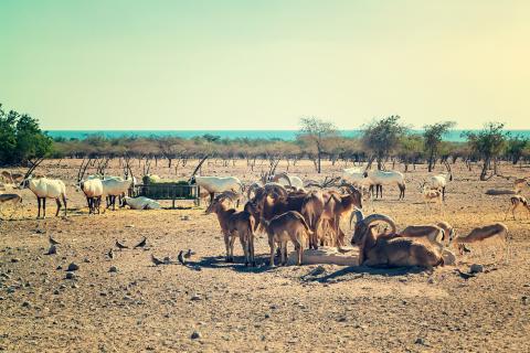 dubai_sigling_sir_bani_yas_2.jpg dubai_sigling_sir_bani_yas_2.jpg