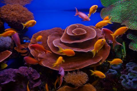 israel_coral_reef_-_eilat.jpg israel_coral_reef_-_eilat.jpg