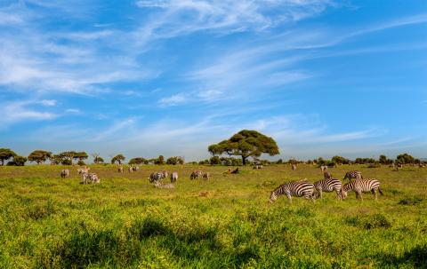 kenya_masai_mara_istock.jpg kenya_masai_mara_istock.jpg