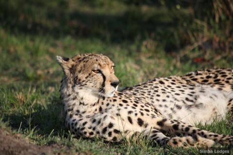 kenya_naivasha_simba_hotel_1.jpg kenya_naivasha_simba_hotel_1.jpg