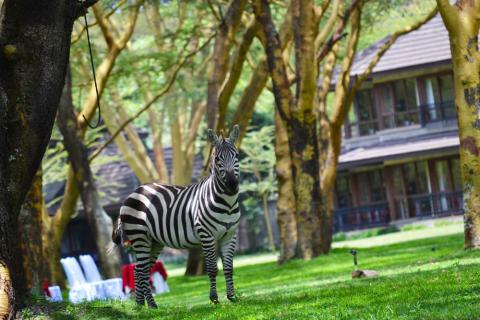 kenya_naivasha_simba_hotel_6.jpg kenya_naivasha_simba_hotel_6.jpg