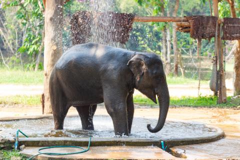 serferd_myanmar_bangkok_elephant.jpg