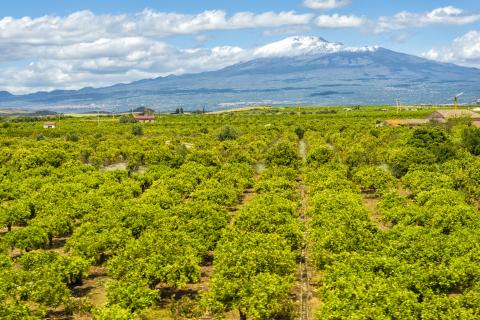 sikiley_etna_oranges.jpg sikiley_etna_oranges.jpg
