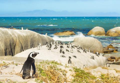 sudur_afrika_boulders_beach.jpg sudur_afrika_boulders_beach.jpg