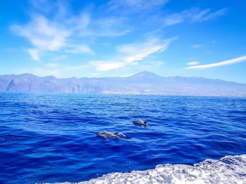 tenerife_almennt_15.jpg tenerife_almennt_15.jpg