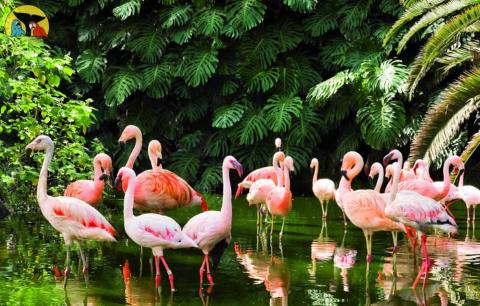 tenerife_loro_parque.jpg tenerife_loro_parque.jpg