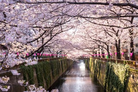 tokyo_cherryblossom.jpg tokyo_cherryblossom.jpg